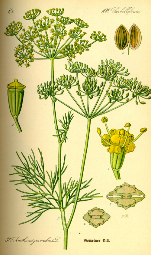 Översiktsbild på växtdelar av Dill